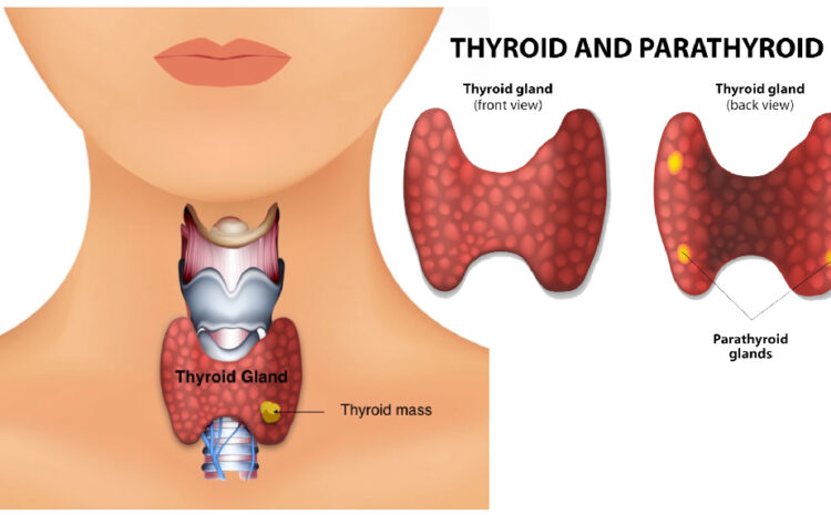 thyroid gland​