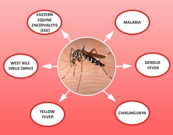 Cause of Dengue Fever