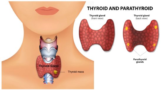 thyroid gland​
